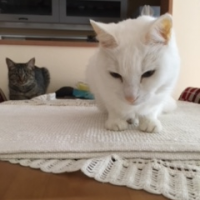 カカにゃー 会員画像