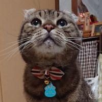 このれそりるお 会員画像