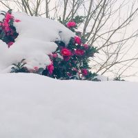 志摩 会員画像