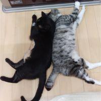 会員画像