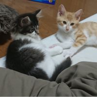 あゆよう 会員画像