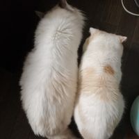 会員画像