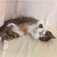 ネコX 会員画像