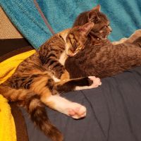 笑う猫 会員画像