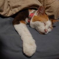 ホビーオさん