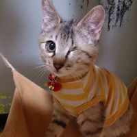 ネコテンシさん