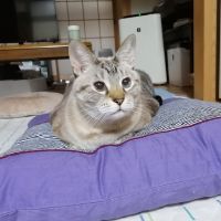 たまひこ 会員画像
