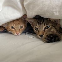 かつたえ 会員画像