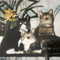 ピーターニャン 会員画像