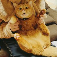 ねっこりん 会員画像