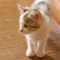 うろこぐもさん