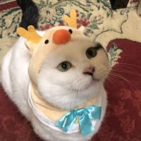 エヌオ 会員画像