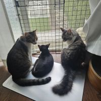 ポテキチキチさん