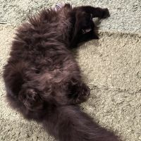 オタネコ 会員画像