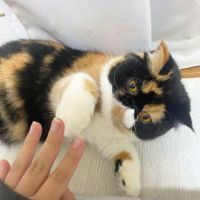 komachi0219さん