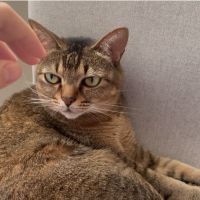 かわいいトラちゃん 会員画像