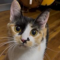 チミーさん