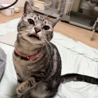 のんちゃこさん