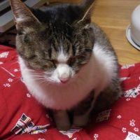 neko-anton 会員画像