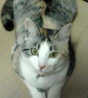 れんほう 会員画像