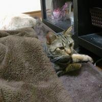 ぶぅにゃん一味 会員画像