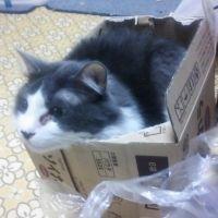 子猫に愛の手を 会員画像