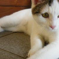 あんこ猫 会員画像
