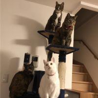 青猫さとし 会員画像