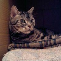 ショウママさん