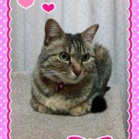 チビにゃんラブさん