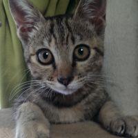 キジ猫ハナ 会員画像