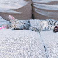 にゃんぽこりん 会員画像