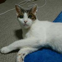 にゃんころもちもち 会員画像