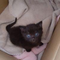 にゃんにゃんにゃん 会員画像