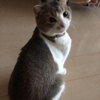 小梅の親分 会員画像