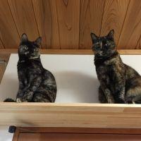 さびひやく 会員画像