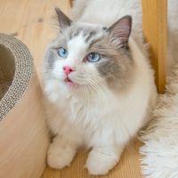 nekocat725 会員画像