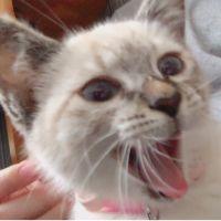 会員画像