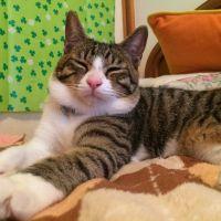 ハムねこ 会員画像