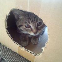 チコマロ 会員画像