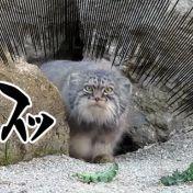 猫かあすん 会員画像