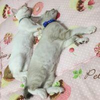 Piyooooo 会員画像