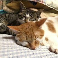 ちびカイ 会員画像