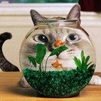 猫丞三郎 会員画像