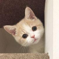 会員画像