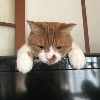 そらにゃん(男の子) 会員画像