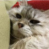 あしょか 会員画像