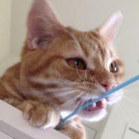 いちや 会員画像