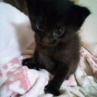 ポンコちゃんさん