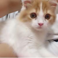 ぺろきゃ 会員画像